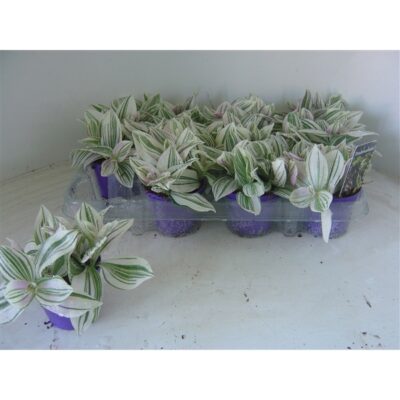 Tradescantia Unicorn