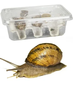 Feeder Snails