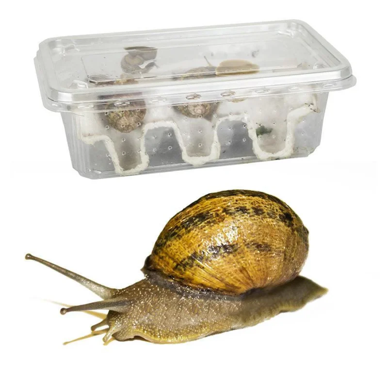 Feeder Snails