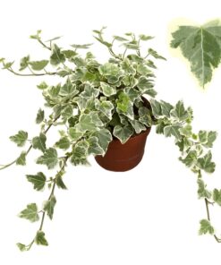 Hedera helix White Wonder