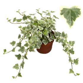 Hedera helix White Wonder
