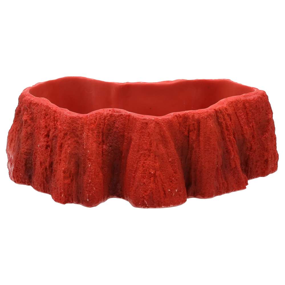 Pro Rep Beardie Billabong Pool Small