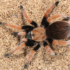 Aphonopelma bicoloratum
