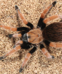 Aphonopelma bicoloratum