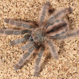 Iridopelma hirsutum