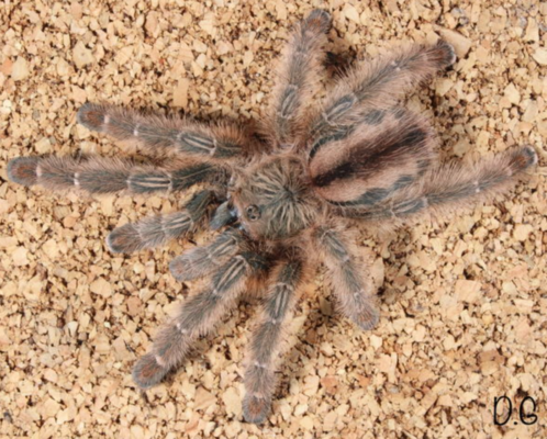 Iridopelma hirsutum