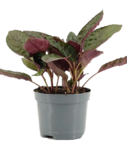 Hemigraphis Crispy Red Flame