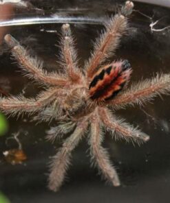 Ischnocolus vanandele