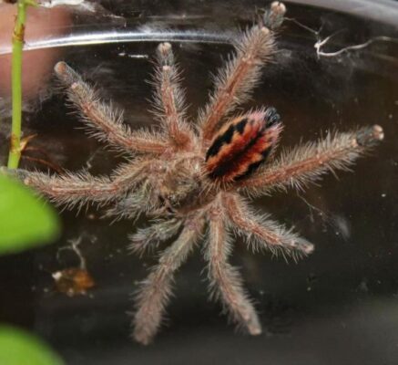 Ischnocolus vanandele