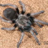 Lasiodora polycuspuulatus