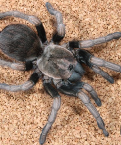 Lasiodora polycuspuulatus