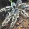 Lasiodora subcanens