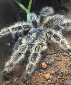 Lasiodora subcanens