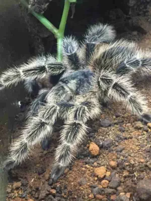 Lasiodora subcanens