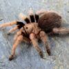 Aphonopelma chalcodes Payson