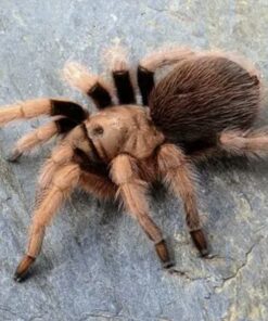 Aphonopelma chalcodes Payson