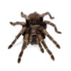 Lasiodora striatus