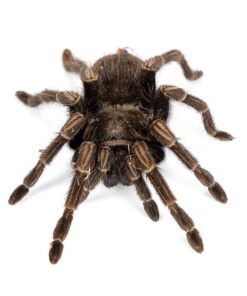 Lasiodora striatus