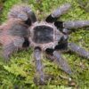 Nhandu carapoensis
