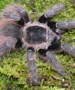 Nhandu carapoensis