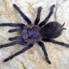 Phormictopus sp 'Dominican Purple'