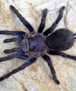 Phormictopus sp 'Dominican Purple'