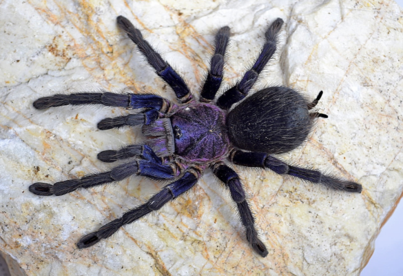 Phormictopus sp 'Dominican Purple'