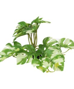 ProRep Terrestrial Gardenia Variegated 14cm