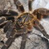 Pterinochilus murinus DCF