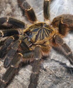 Pterinochilus murinus DCF