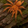 Pterinochilus murinus RCF