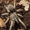 Sandinsta lanceolatum
