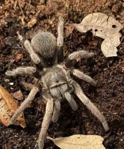 Sandinsta lanceolatum