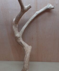 Java Wood - Double Stem - XXL 5