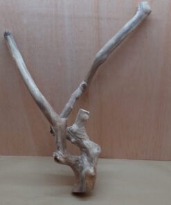 Java Wood - Double Stem - XXL 1