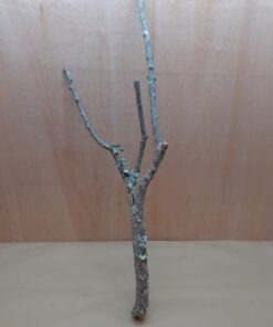 Large Cork Branch - 80-110cm - 11