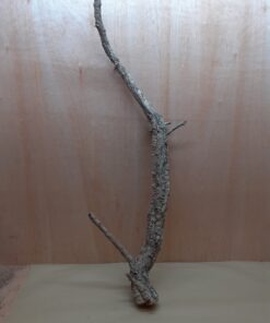 Large Cork Branch - 80-110cm - 2