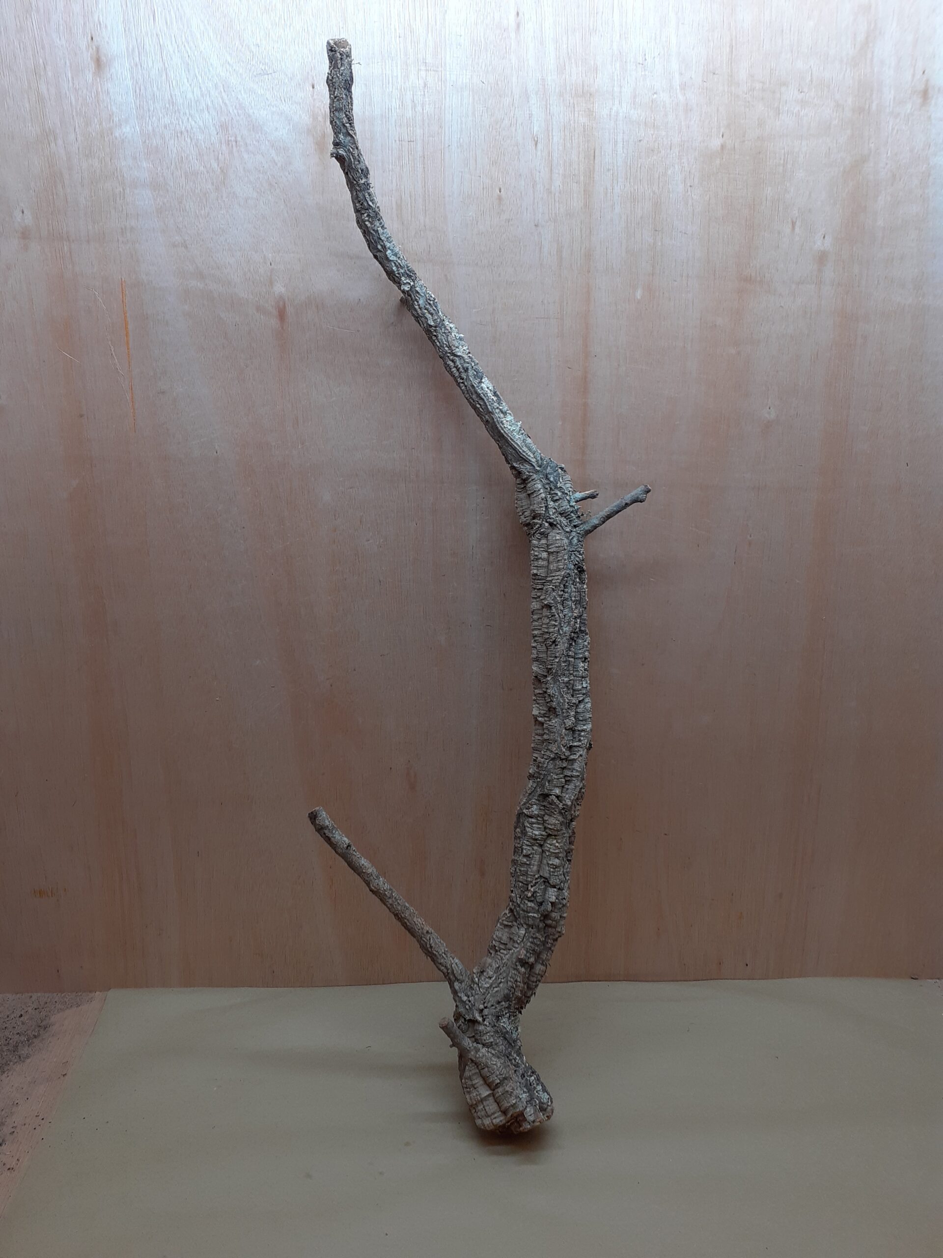 Large Cork Branch - 80-110cm - 2