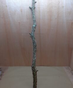 Large Cork Branch - 80-110cm - 10