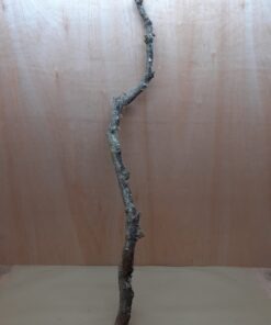 Large Cork Branch - 80-110cm - 12