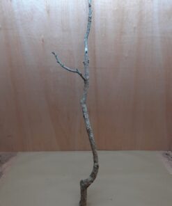 Large Cork Branch - 80-110cm - 20