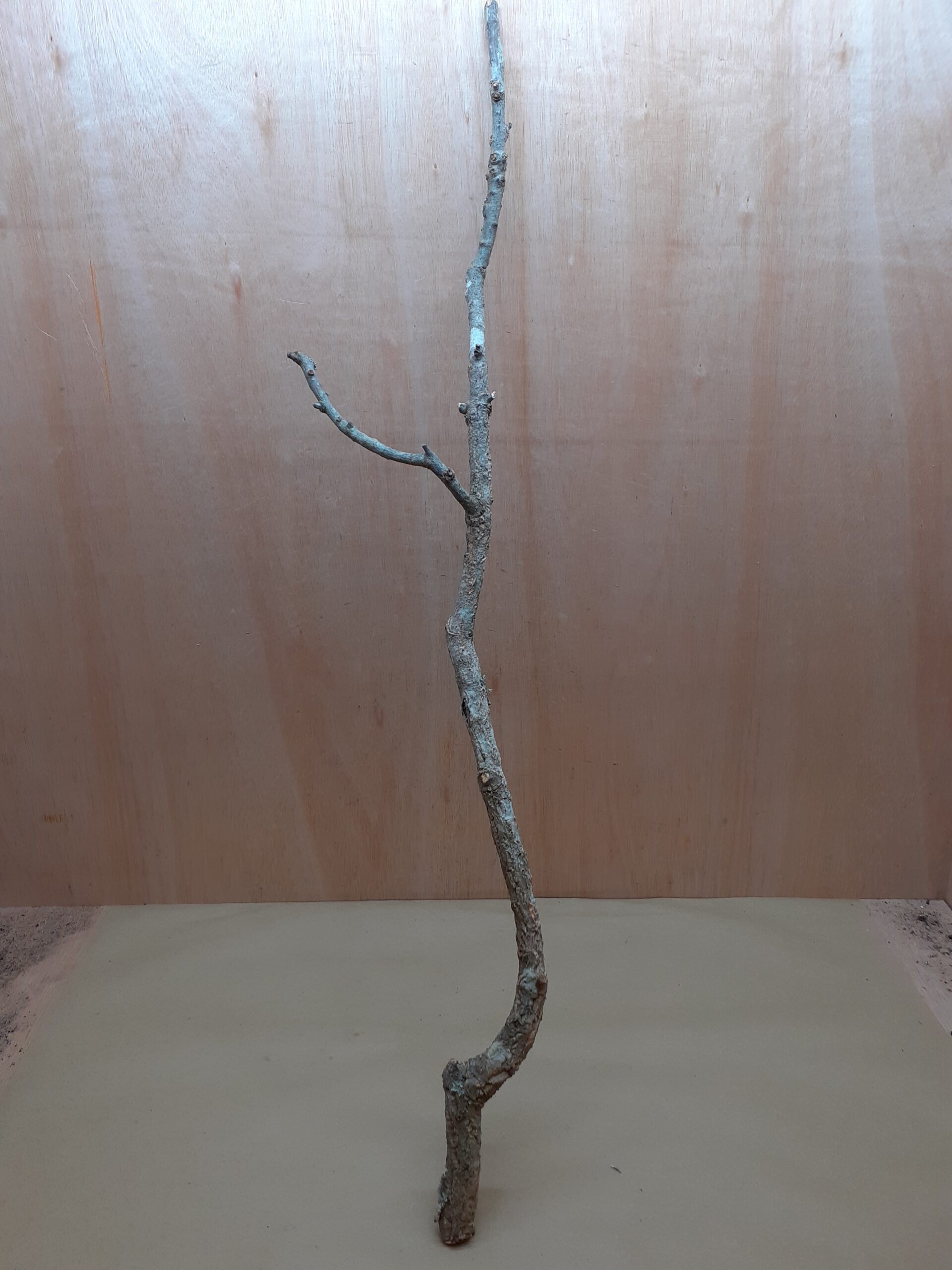 Large Cork Branch - 80-110cm - 20
