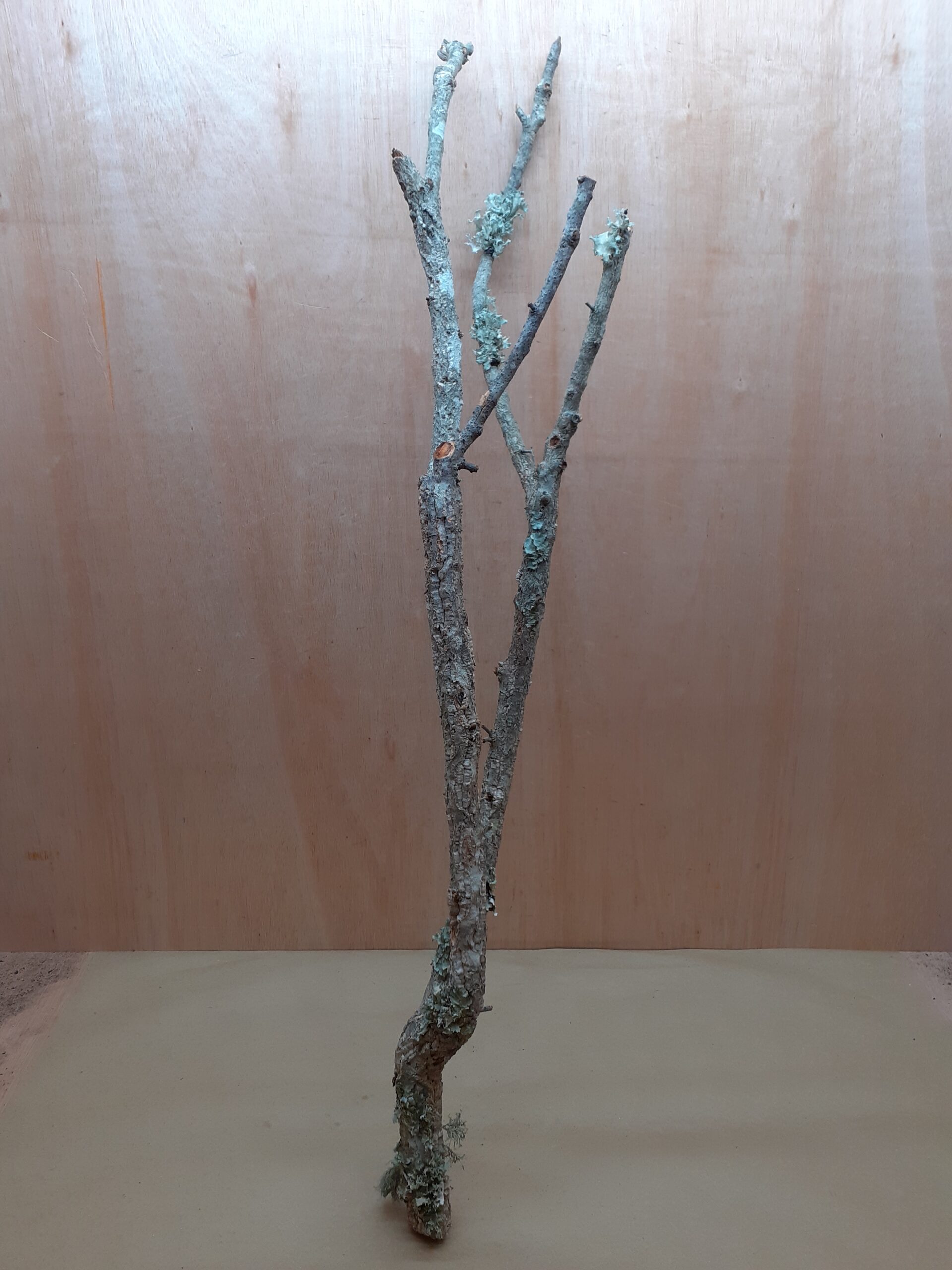 Large Cork Branch - 80-110cm - 21