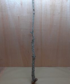 Large Cork Branch - 80-110cm - 23