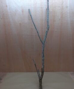 Large Cork Branch - 80-110cm - 15