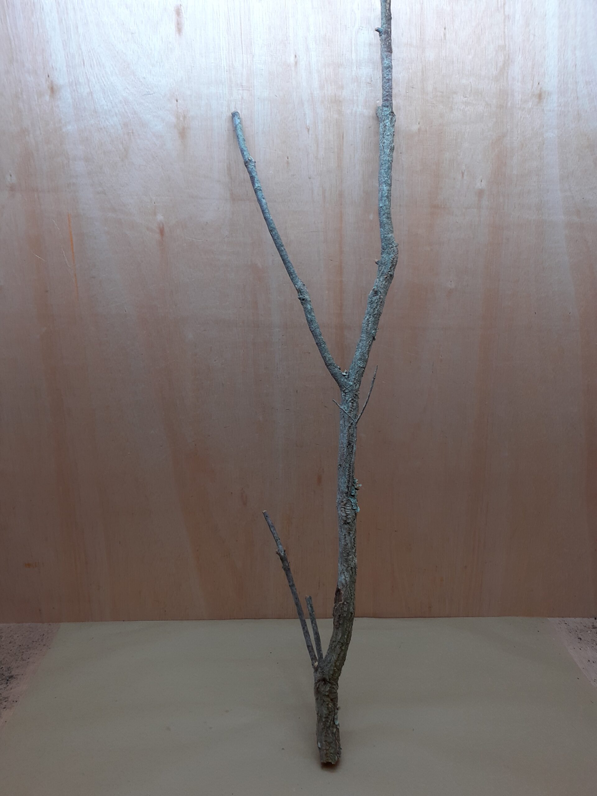 Large Cork Branch - 80-110cm - 15