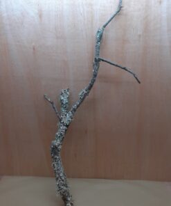 Large Cork Branch - 80-110cm - 17