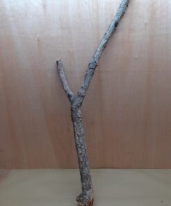 Large Cork Branch - 80-110cm - 7
