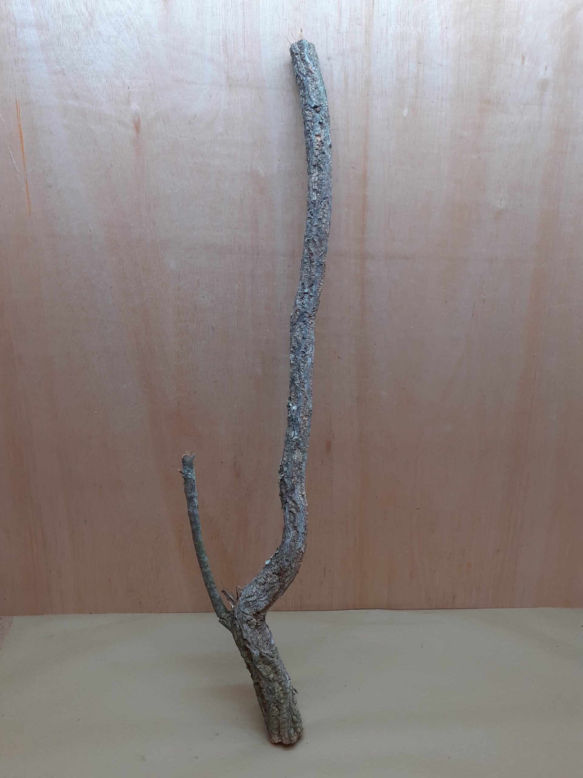 Large Cork Branch - 80-110cm - 19