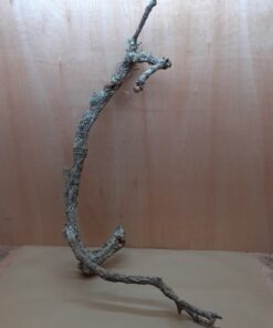 Large Cork Branch - 80-110cm - 3